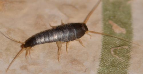 Lepisma saccharina